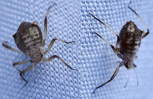 Cinara sp.