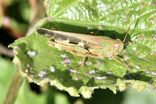 Aiolopus strepens