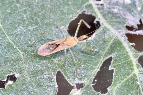 Réf. 309 419 : Zelus renardii
