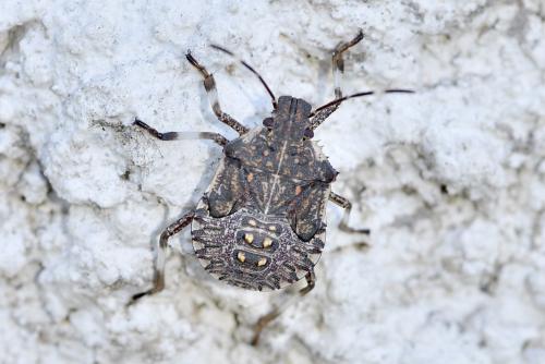 Halyomorpha halys