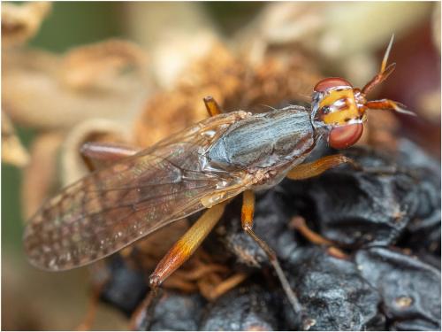 Dichetophora obliterata