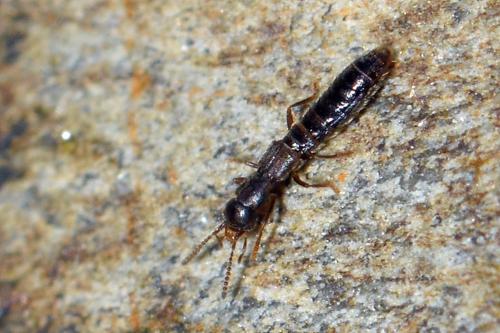 Réf. 309 695 : Diglotta sp.