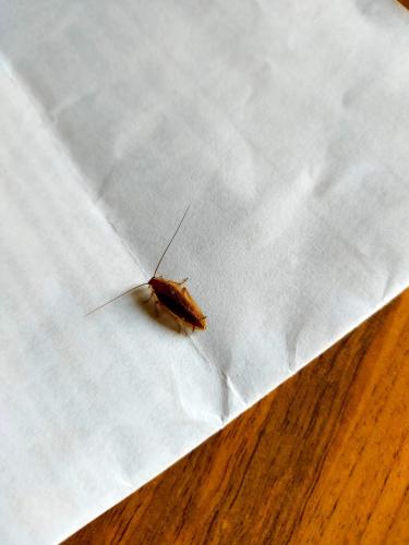 Ectobius sp.