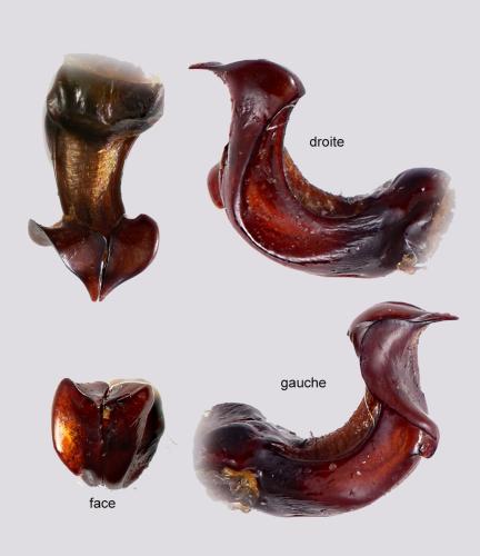 Chaetopteroplia syriaca