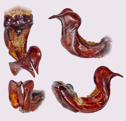 Chaetopteroplia syriaca