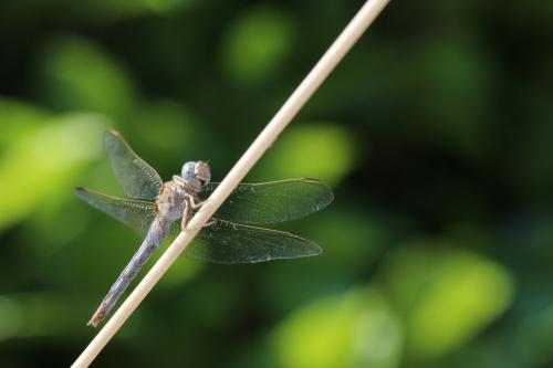 Orthetrum coerulescens