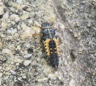Harmonia axyridis