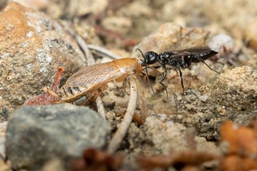 Réf. 309 881 : Dolichurus corniculus