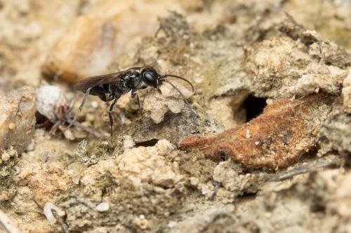 Réf. 309 879 : Dolichurus corniculus