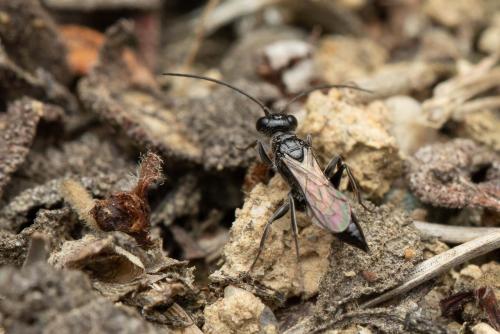 Réf. 309 880 : Dolichurus corniculus