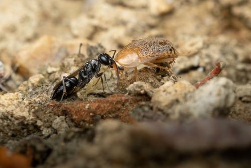Réf. 309 878 : Dolichurus corniculus