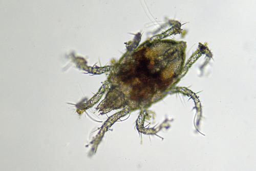 Réf. 309 692 : Halacarinae inconnu