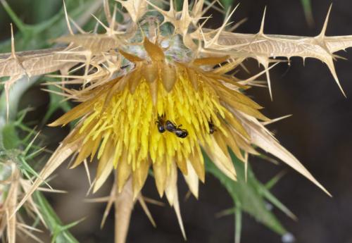 Ceratina parvula