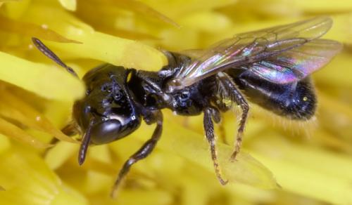 Ceratina parvula