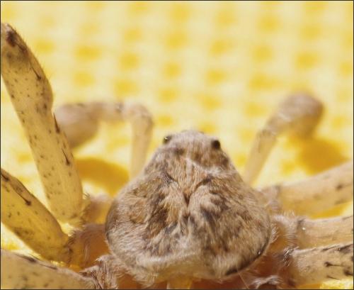 Zoropsis spinimana