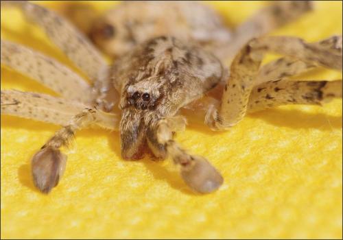Zoropsis spinimana