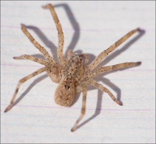Réf. 309 638 : Zoropsis spinimana