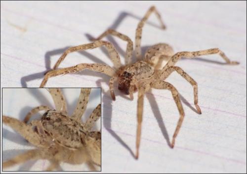 Réf. 309 637 : Zoropsis spinimana