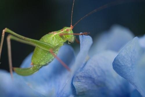 Leptophyes punctatissima