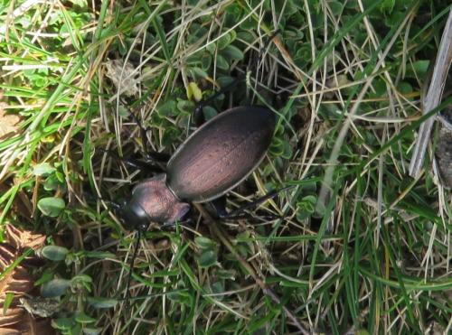 Réf. 309 025 : Carabus macrocephalus