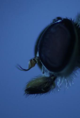 Réf. 309 574 : Rhagio scolopaceus