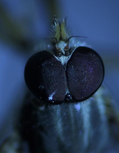 Réf. 309 577 : Rhagio scolopaceus