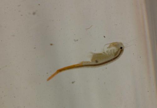 Réf. 309 024 : Branchipus schaefferi