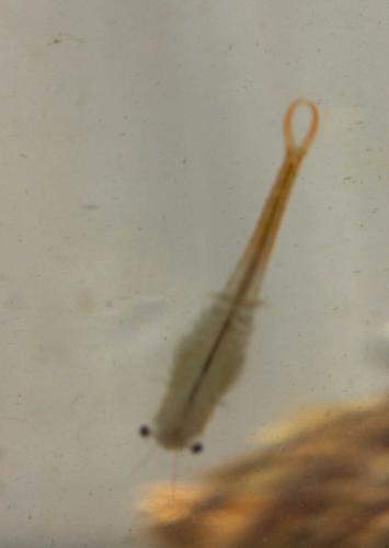 Branchipus schaefferi