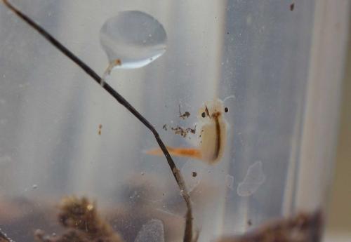 Branchipus schaefferi