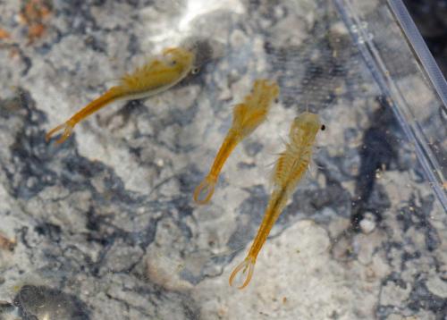 Branchipus schaefferi