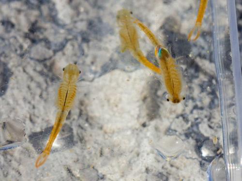 Branchipus schaefferi