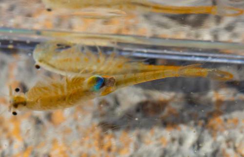 Branchipus schaefferi