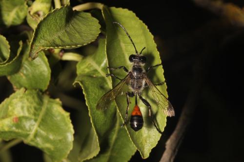 Réf. 309 122 : Isodontia splendidula