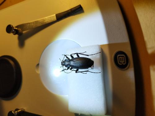 Réf. 309 313 : Carabus violaceus purpurascens