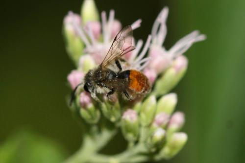 Réf. 309 748 : Andrena pellucens