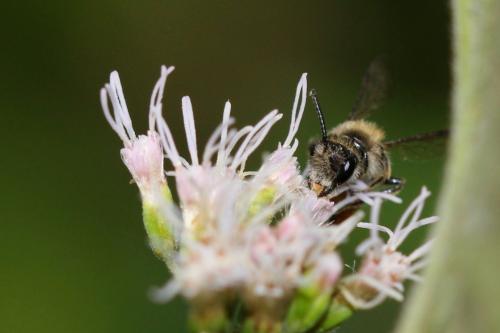 Réf. 309 749 : Andrena pellucens