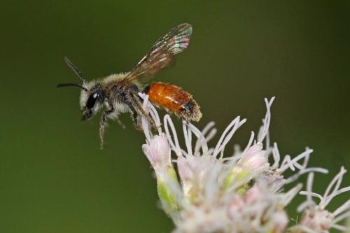 Réf. 309 750 : Andrena pellucens