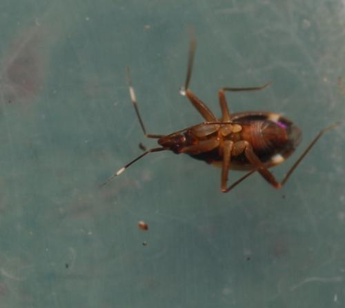 Fulvius oxycarenoides