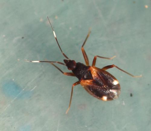 Fulvius oxycarenoides
