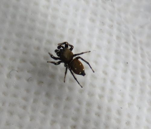 Réf. 309 101 : Heliophanus kochii