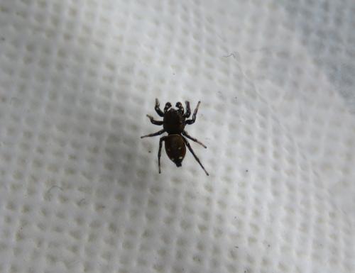 Heliophanus kochii