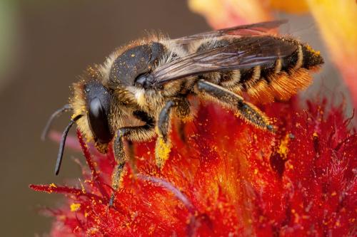 Megachile sp.