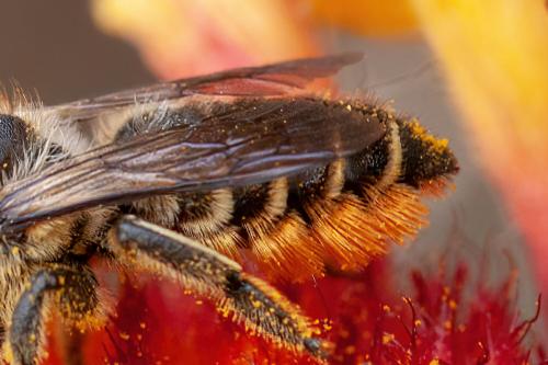 Megachile sp.