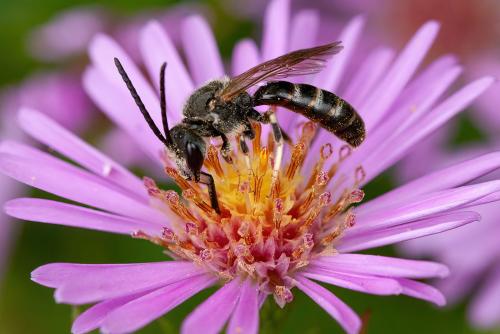 Réf. 309 371 : Lasioglossum sp.