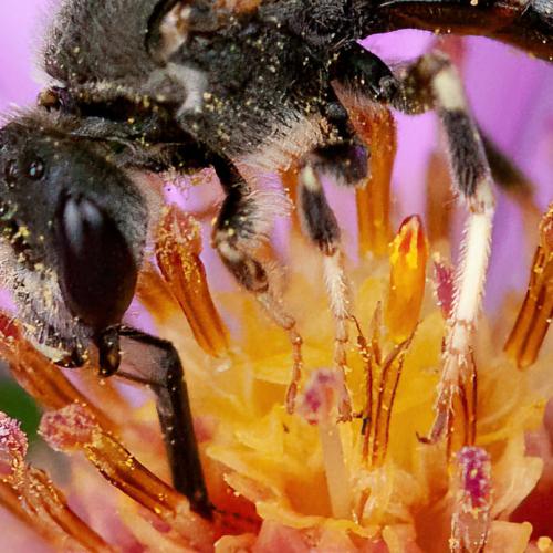 Lasioglossum sp.