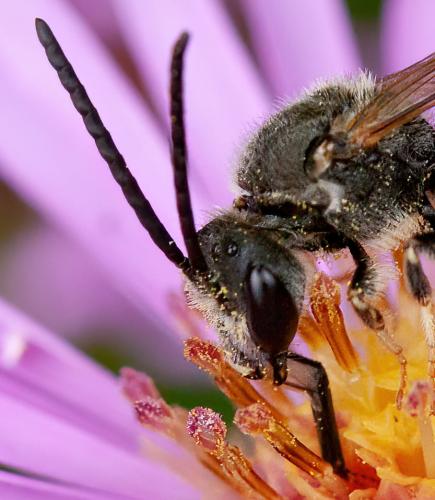 Réf. 309 372 : Lasioglossum sp.