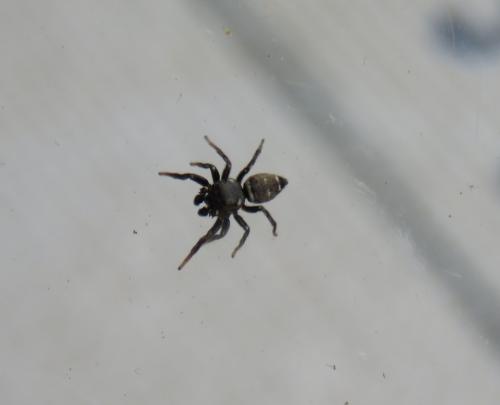 Heliophanus (kochii-tribulosus)