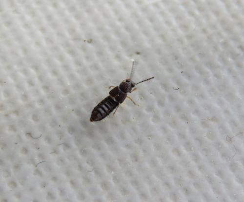 Oxytelus sp.
