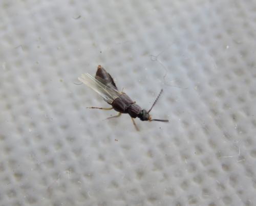 Oxytelus sp.