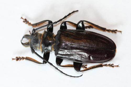 Anthracocentrus beringei